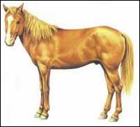 The Basuto Pony